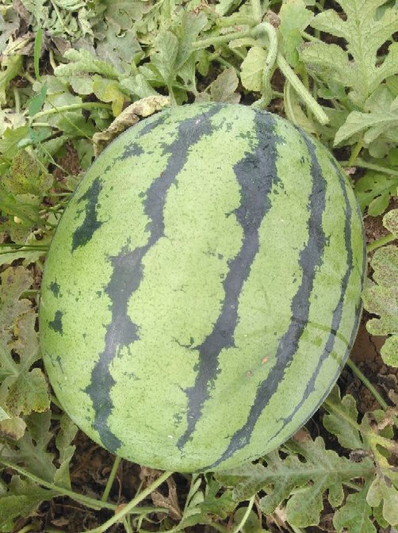 西瓜已经成熟
