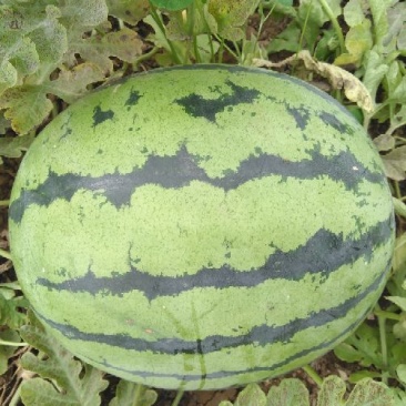 西瓜已经成熟