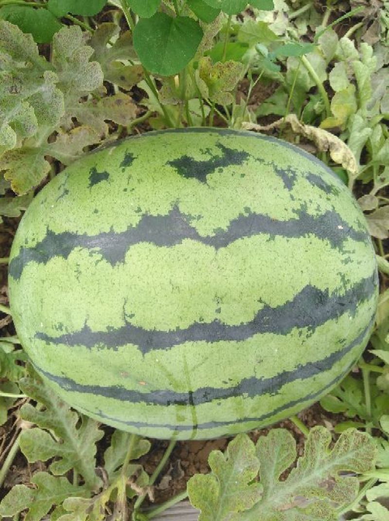 西瓜已经成熟