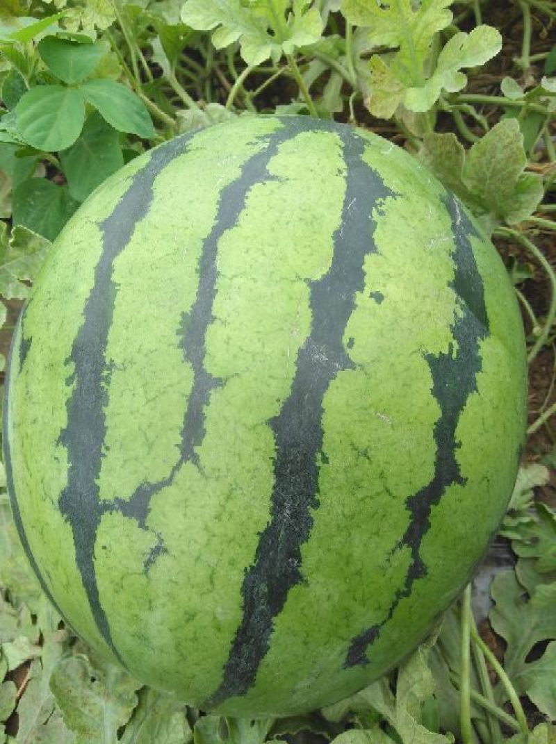 西瓜已经成熟