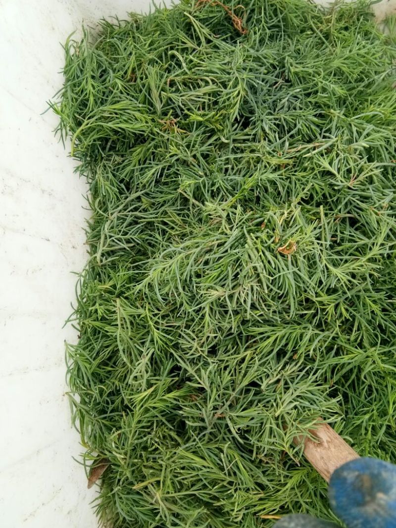 黄须菜！黄晶菜！碱蓬菜！菜库存100吨！
