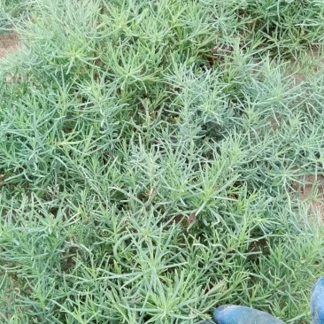 黄须菜！黄晶菜！碱蓬菜！菜库存100吨！
