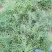 黄须菜！黄晶菜！碱蓬菜！菜库存100吨！