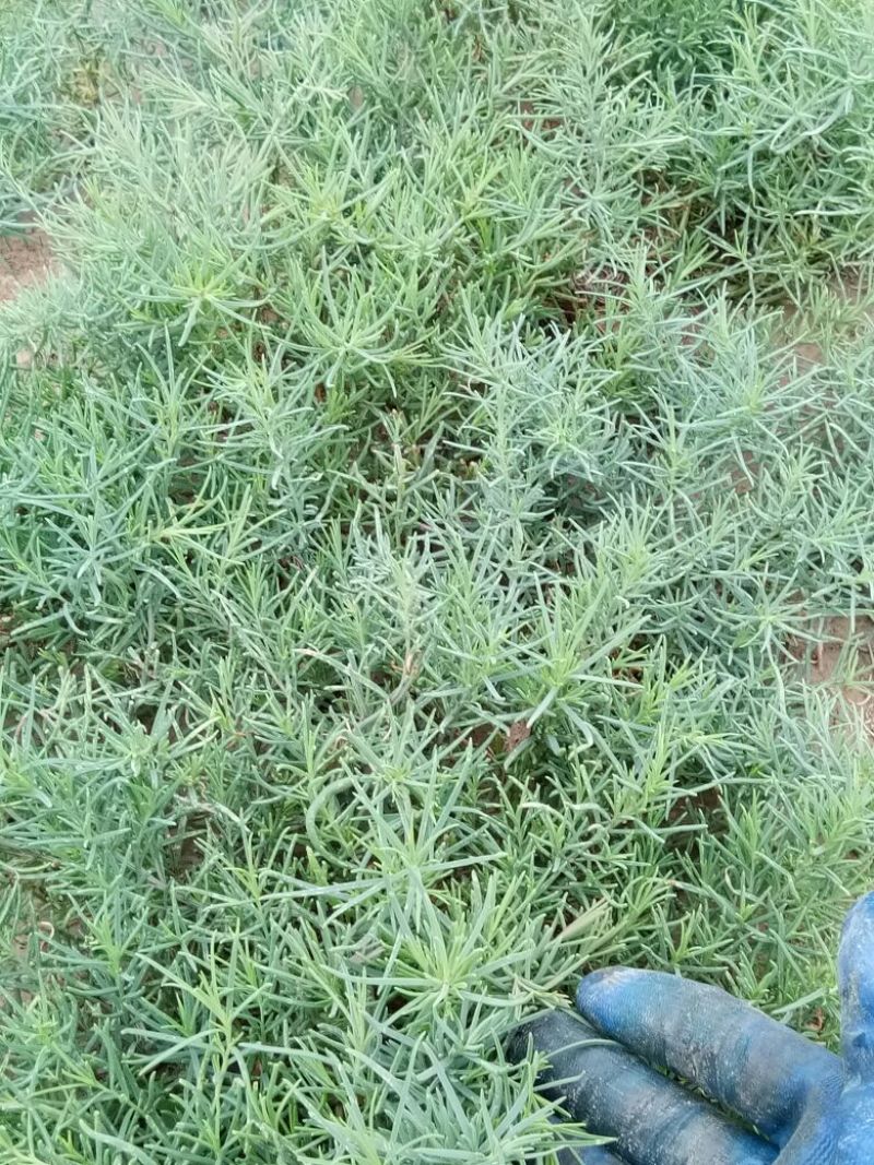 黄须菜！黄晶菜！碱蓬菜！菜库存100吨！