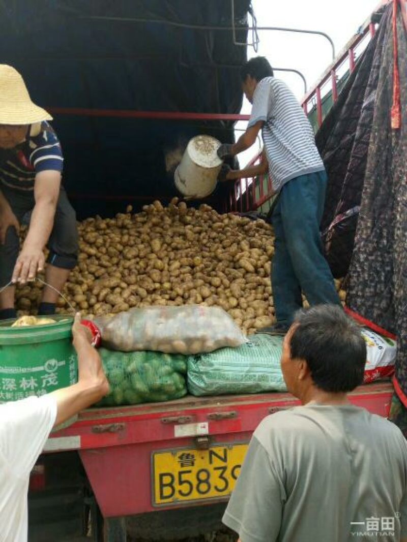 荷兰十五土豆精品3两以上