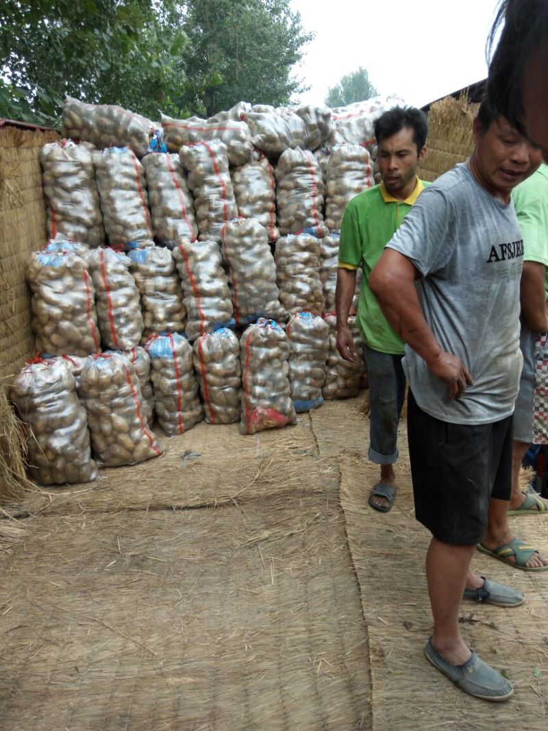 荷兰十五土豆精品3两以上