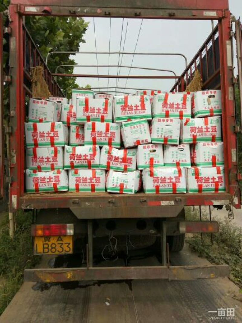 荷兰十五土豆精品3两以上