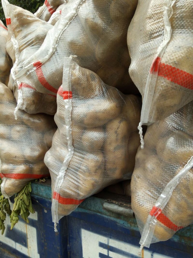 荷兰十五土豆精品3两以上