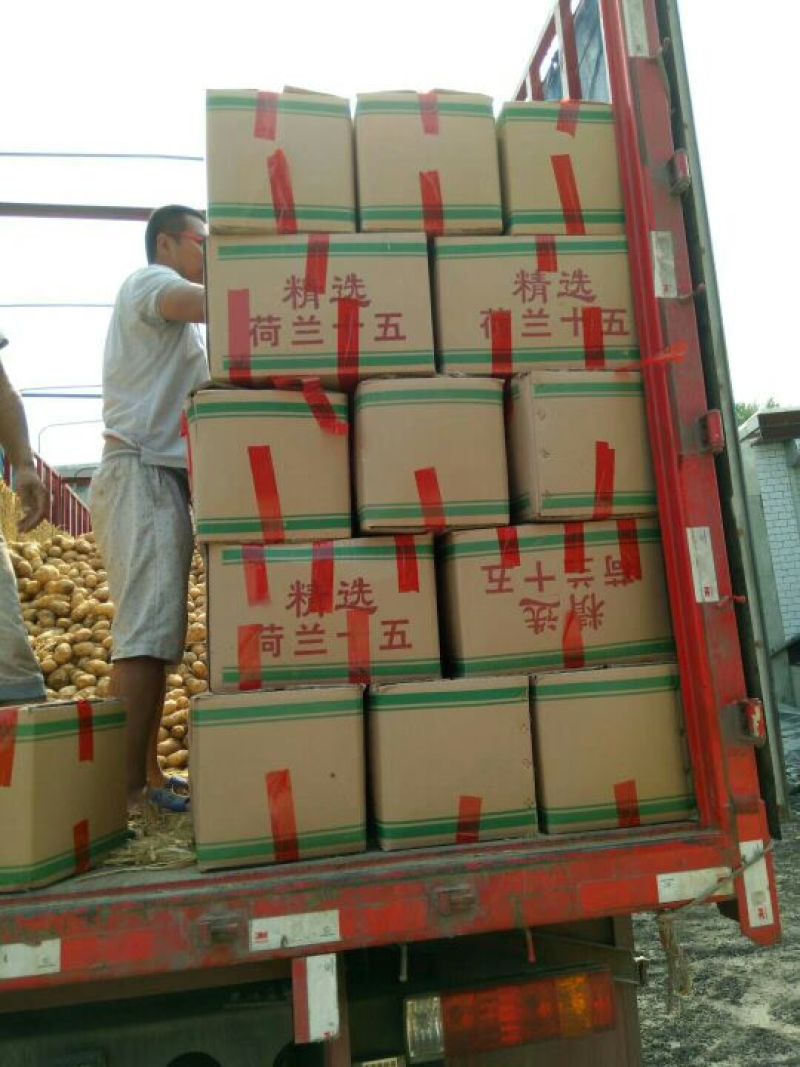 荷兰十五土豆精品3两以上