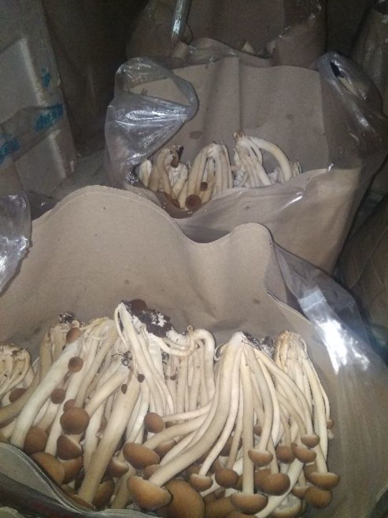 成都新鲜茶树菇自产自销