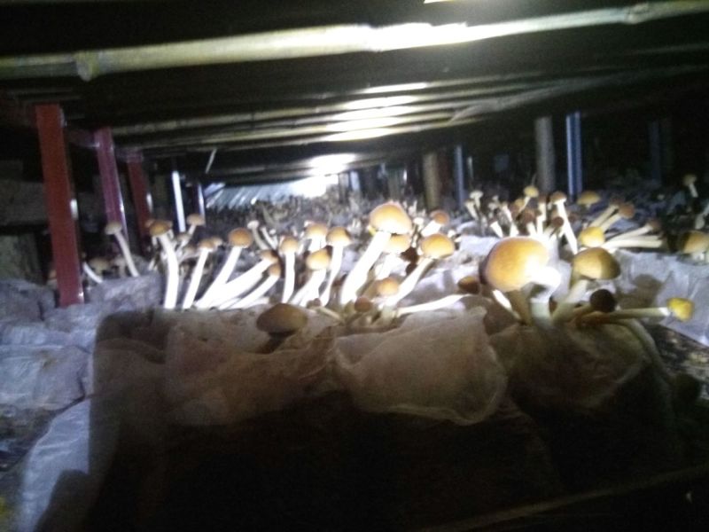 成都新鲜茶树菇自产自销