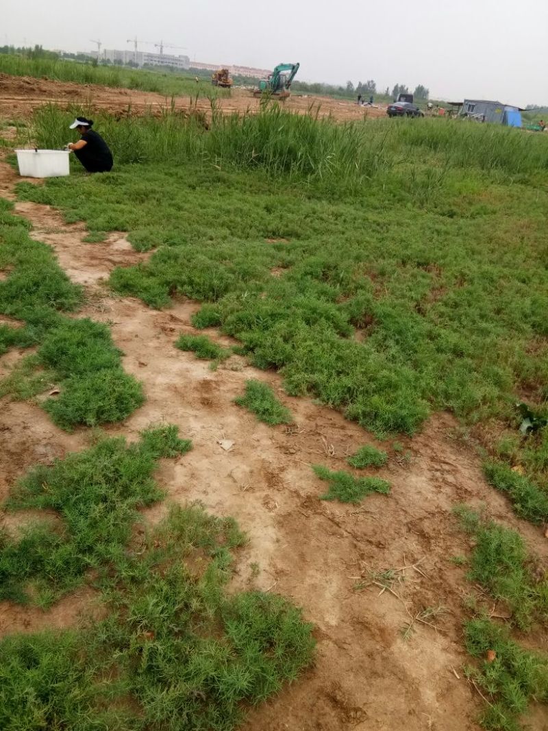 崔鑫黄河流域野菜，货发全国！！