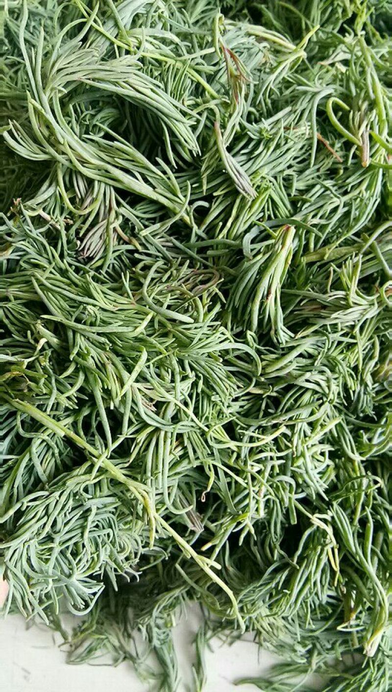 崔鑫黄河流域野菜，货发全国！！
