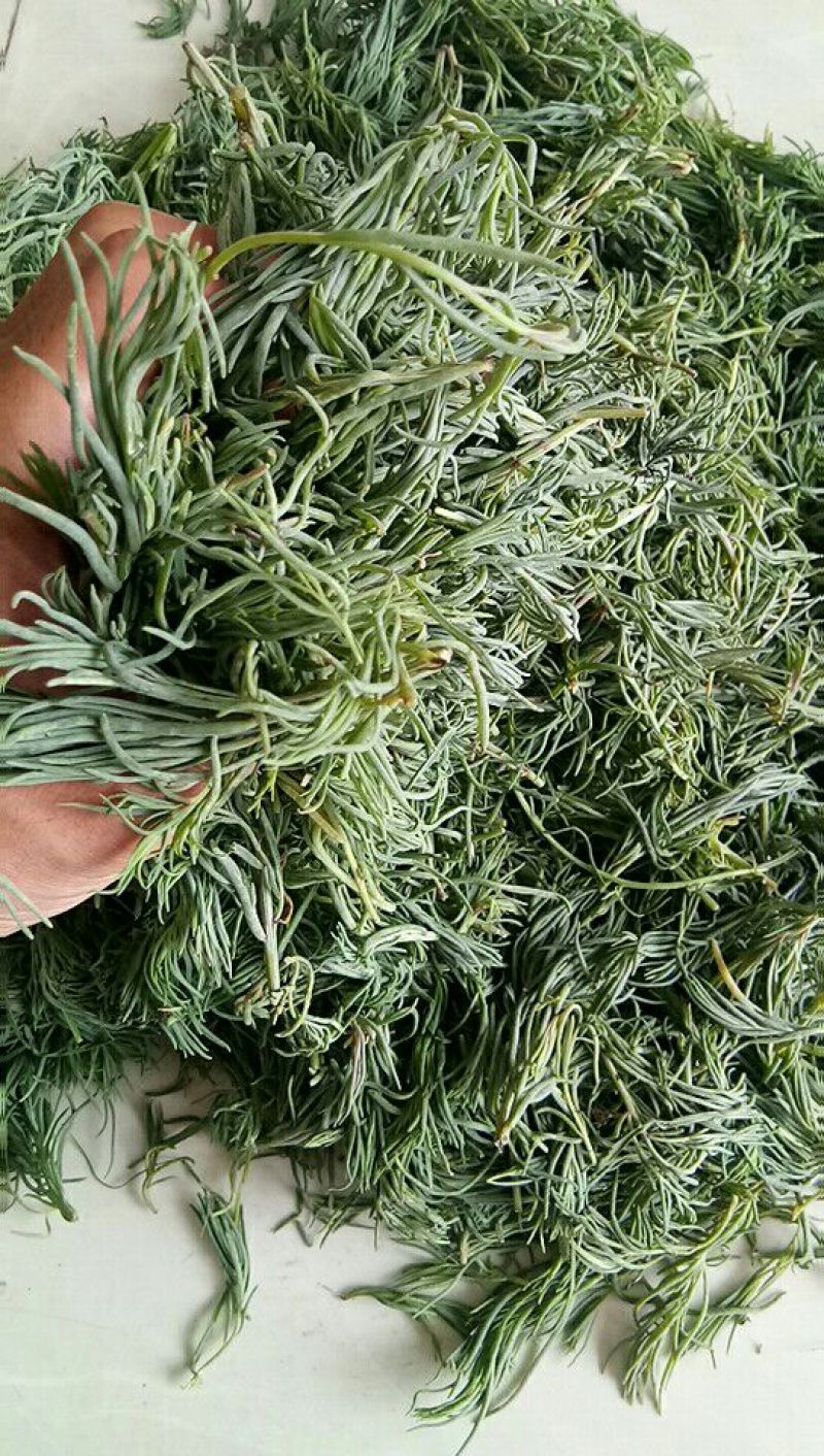 崔鑫黄河流域野菜，货发全国！！