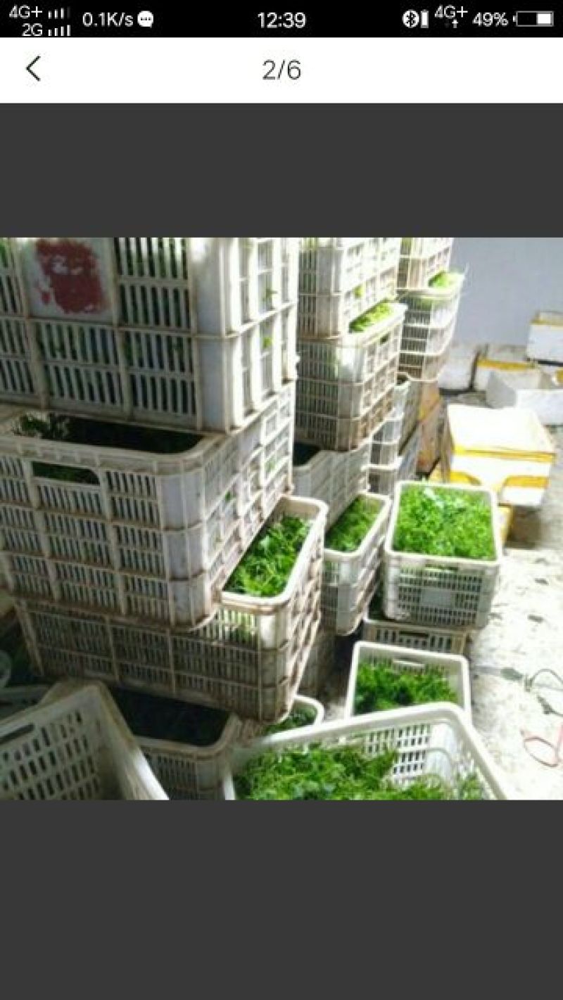 崔鑫黄河流域野菜，货发全国！！
