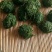 崔鑫黄河流域野菜，货发全国！！