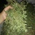 崔鑫黄河流域野菜，货发全国！！