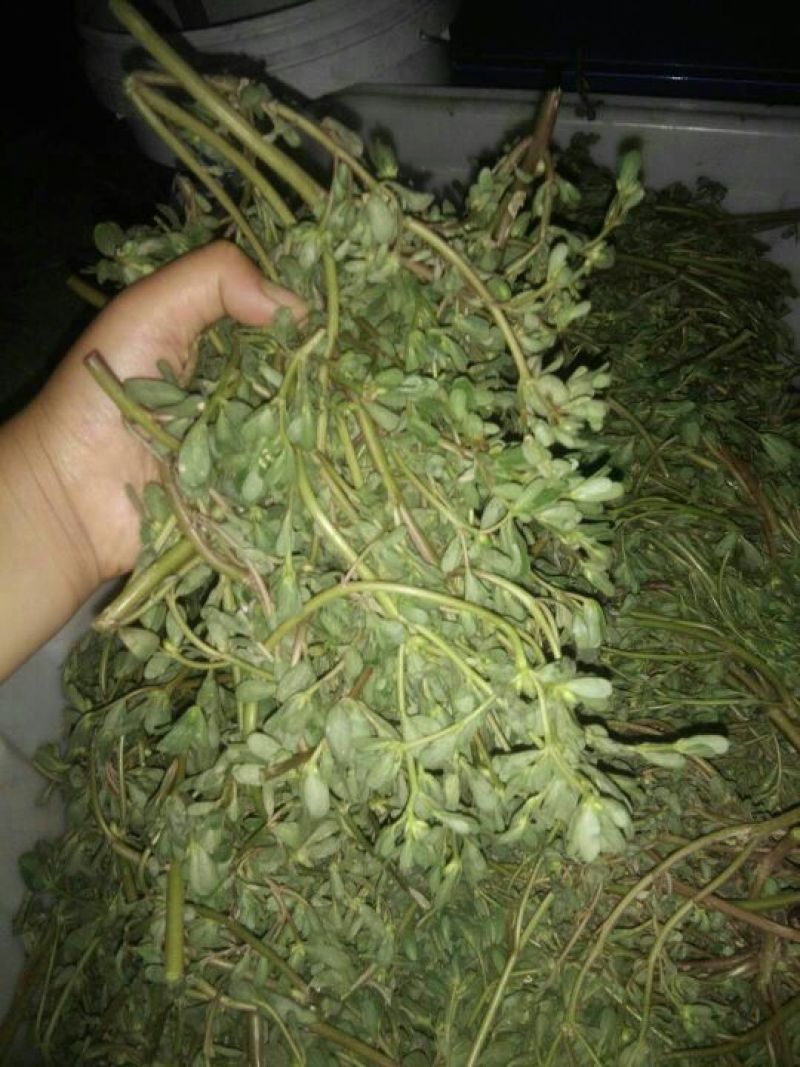 崔鑫黄河流域野菜，货发全国！！