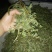 崔鑫黄河流域野菜，货发全国！！