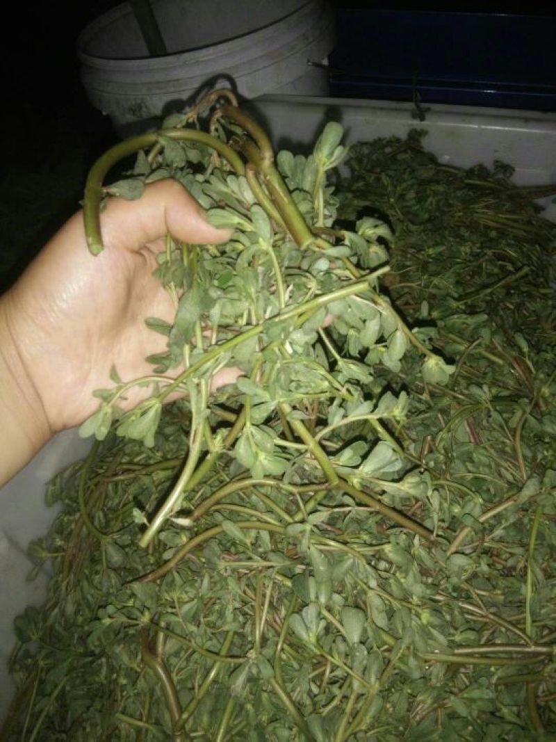 崔鑫黄河流域野菜，货发全国！！