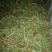 崔鑫黄河流域野菜，货发全国！！