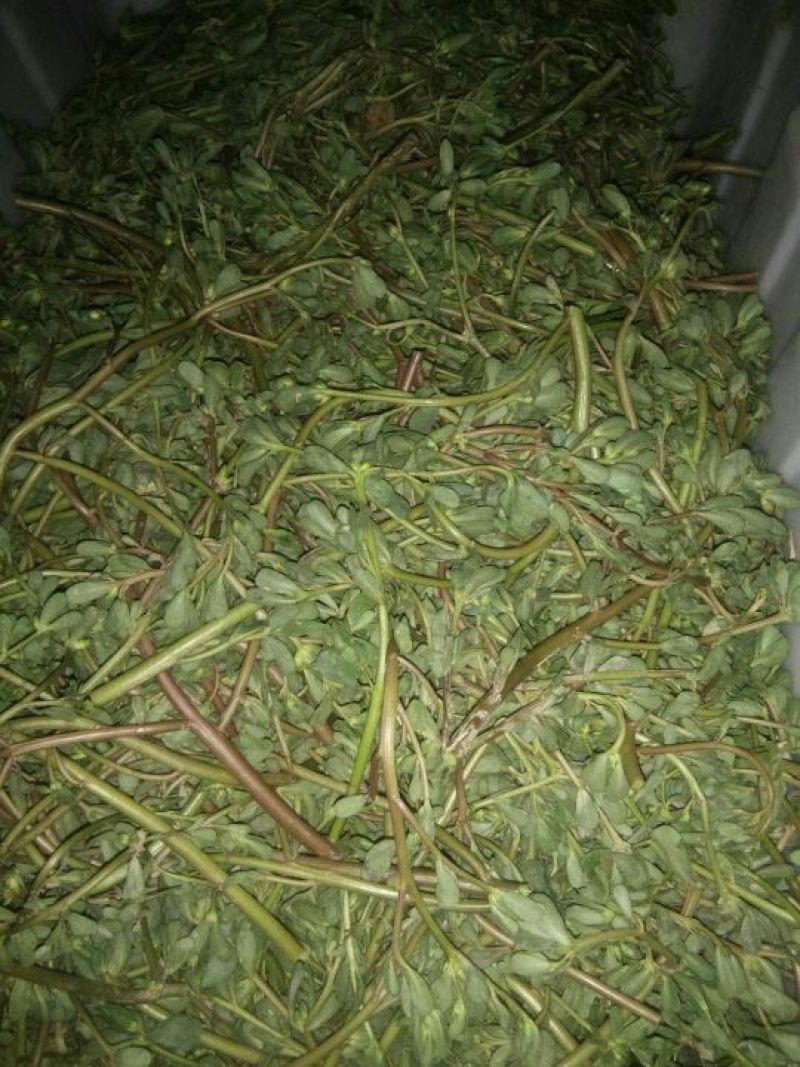 崔鑫黄河流域野菜，货发全国！！