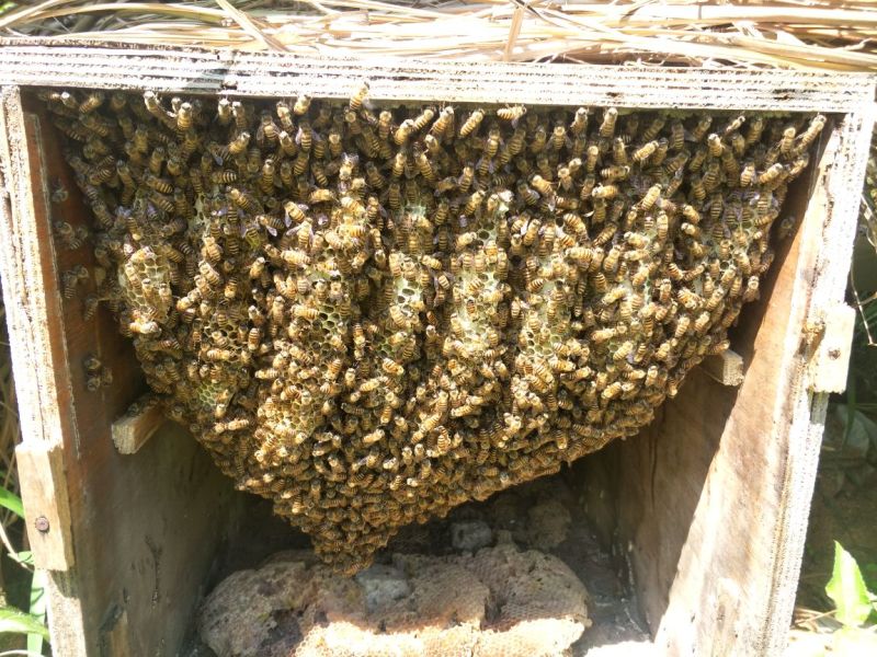 土蜂蜜