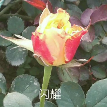 月季小苗，食用小苗各种玫瑰月季要的联系