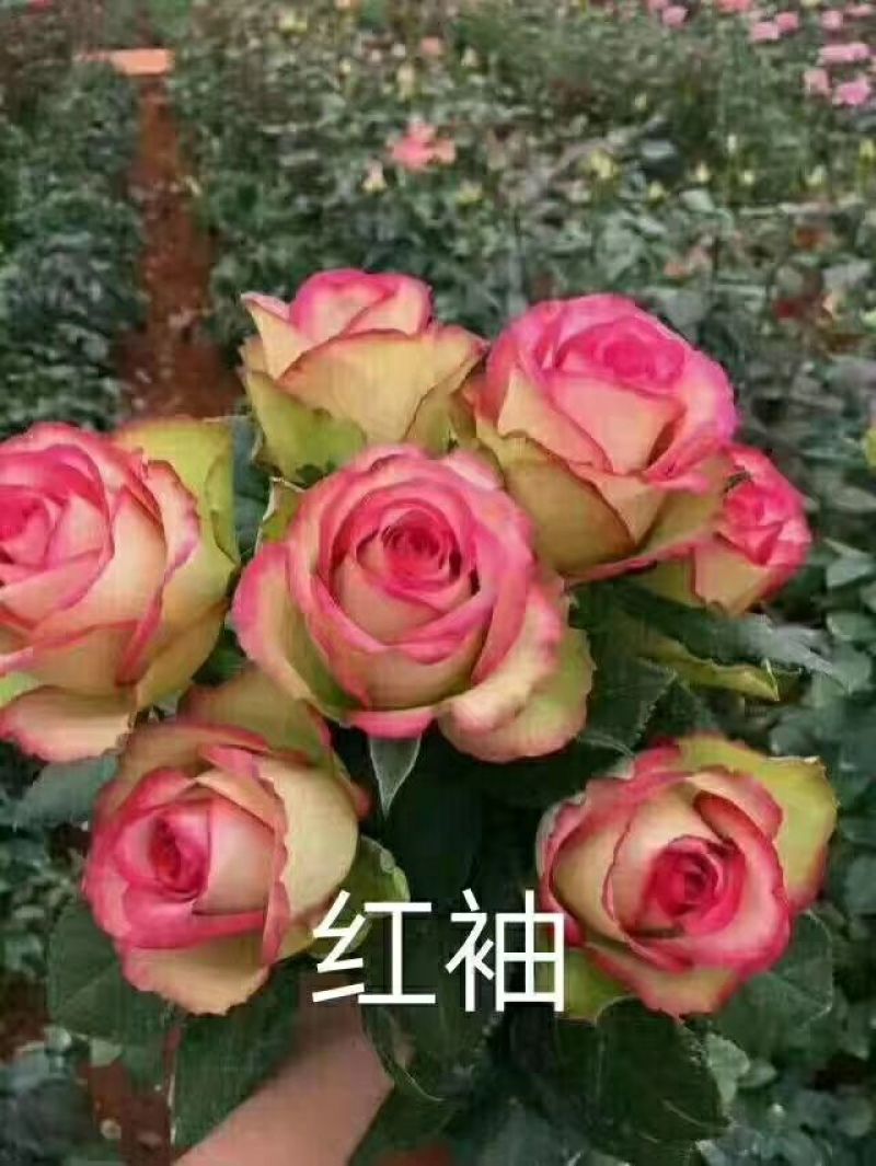 月季小苗，食用小苗各种玫瑰月季要的联系