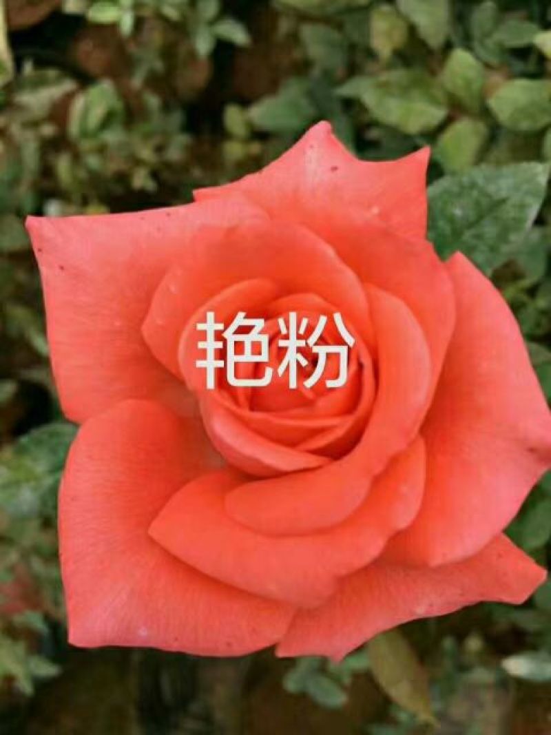 月季小苗，食用小苗各种玫瑰月季要的联系