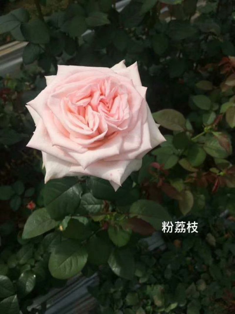月季小苗，食用小苗各种玫瑰月季要的联系