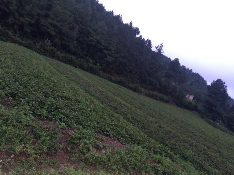 鱼腥草根做种。鲜货入菜。干货入药