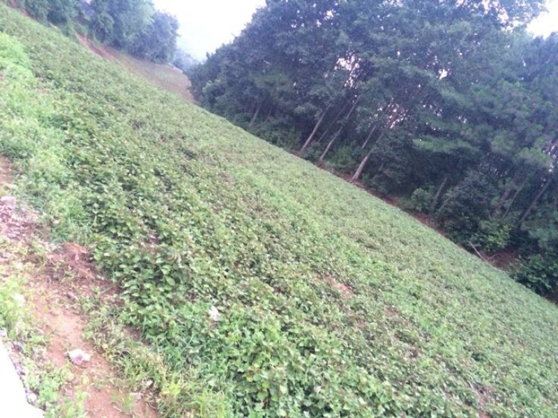 鱼腥草根做种。鲜货入菜。干货入药