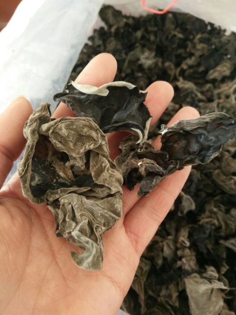 木耳特级
