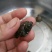 湖北大头草龟0.5斤以下