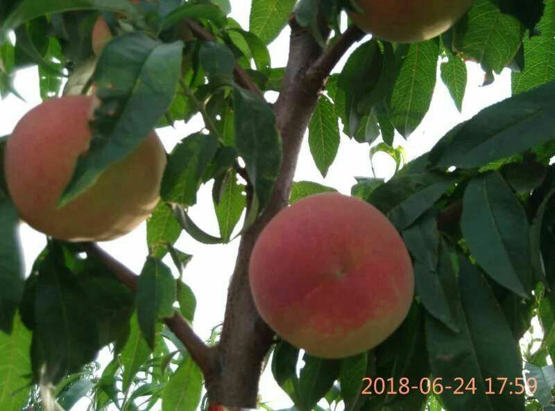 毛桃陕西毛桃优质货源产地直发全国供应诚信经营