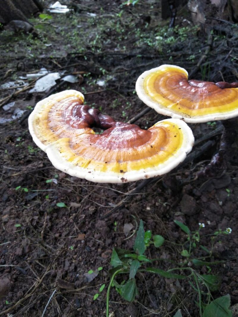 野生白心藏灵芝