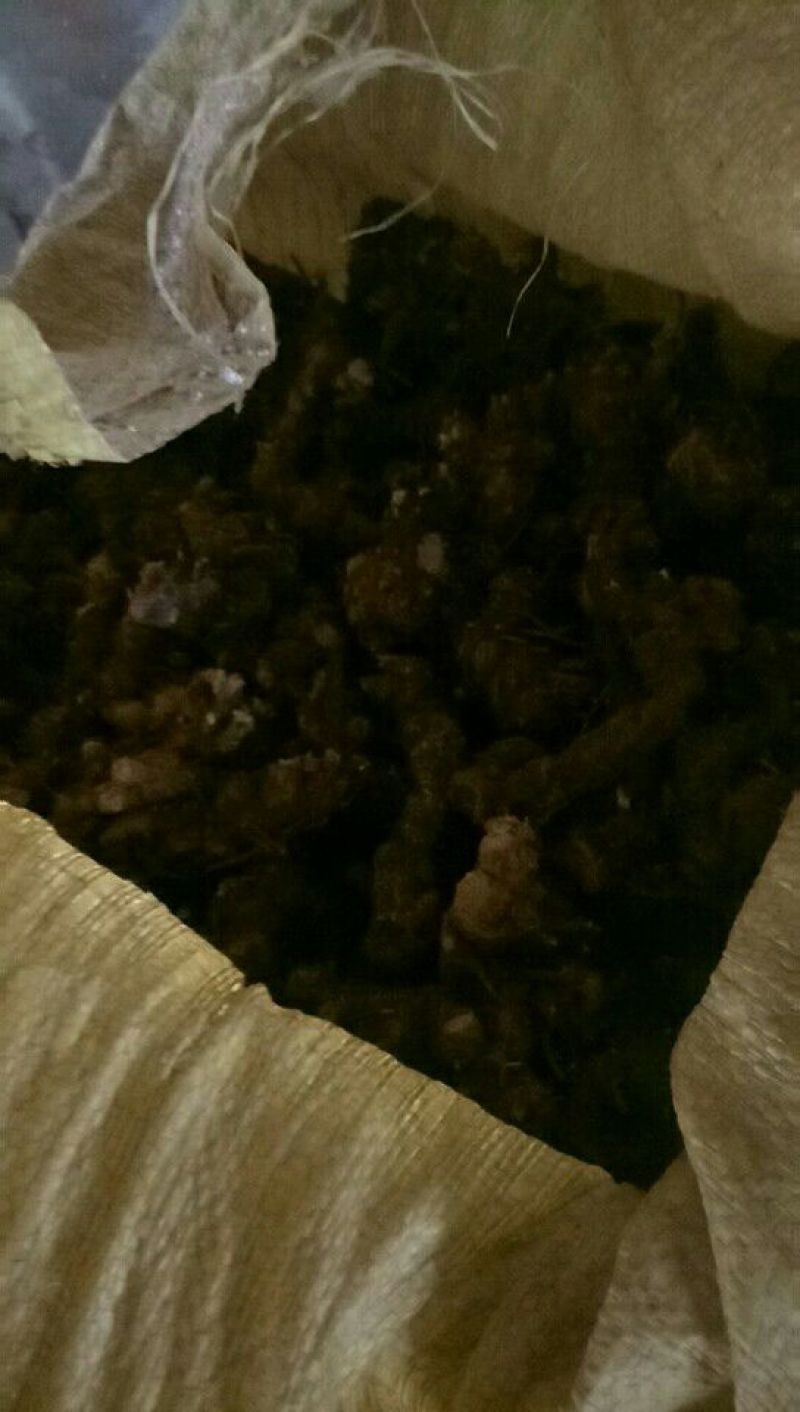 兴安盟野生朱砂点苍术