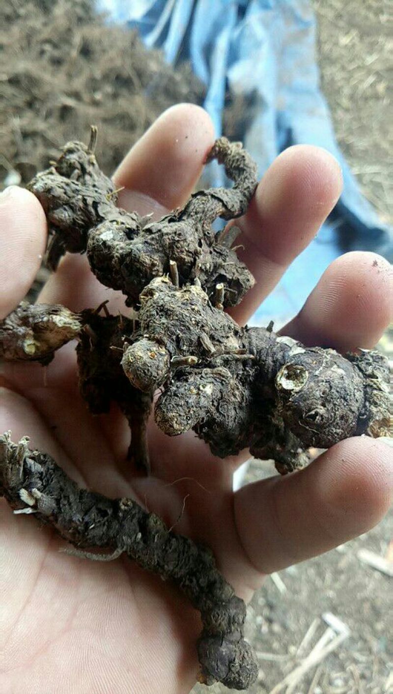 兴安盟野生朱砂点苍术