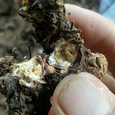 兴安盟野生朱砂点苍术