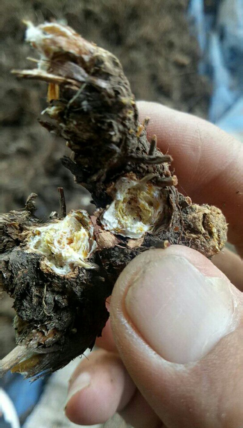 兴安盟野生朱砂点苍术