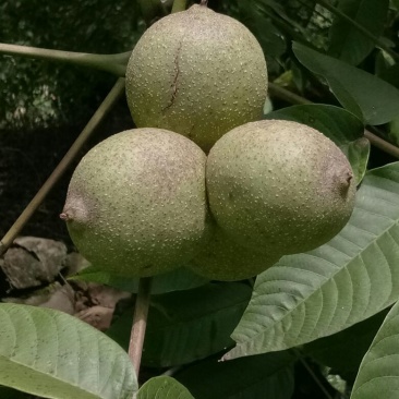 南达优质核桃