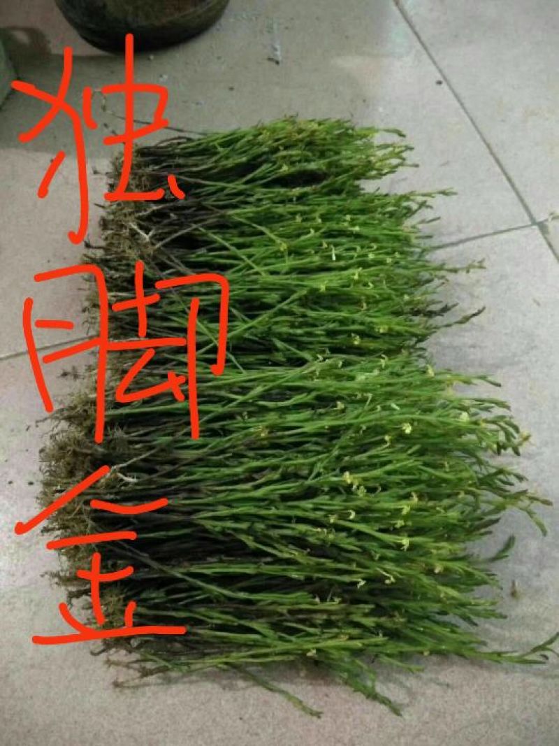 独脚金