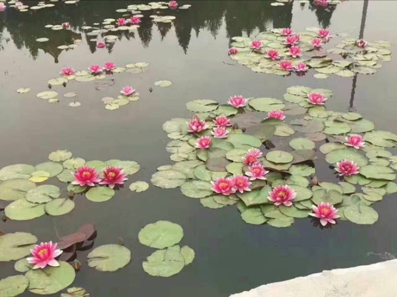 观赏藕