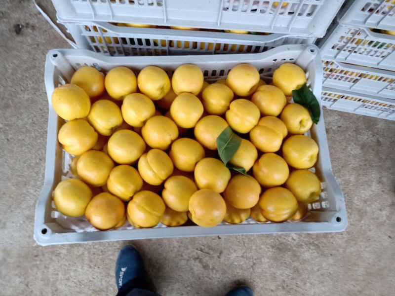 黄油桃