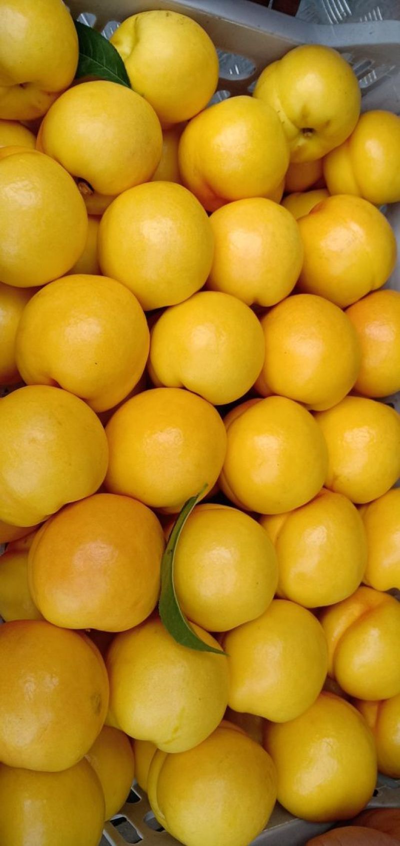 黄油桃