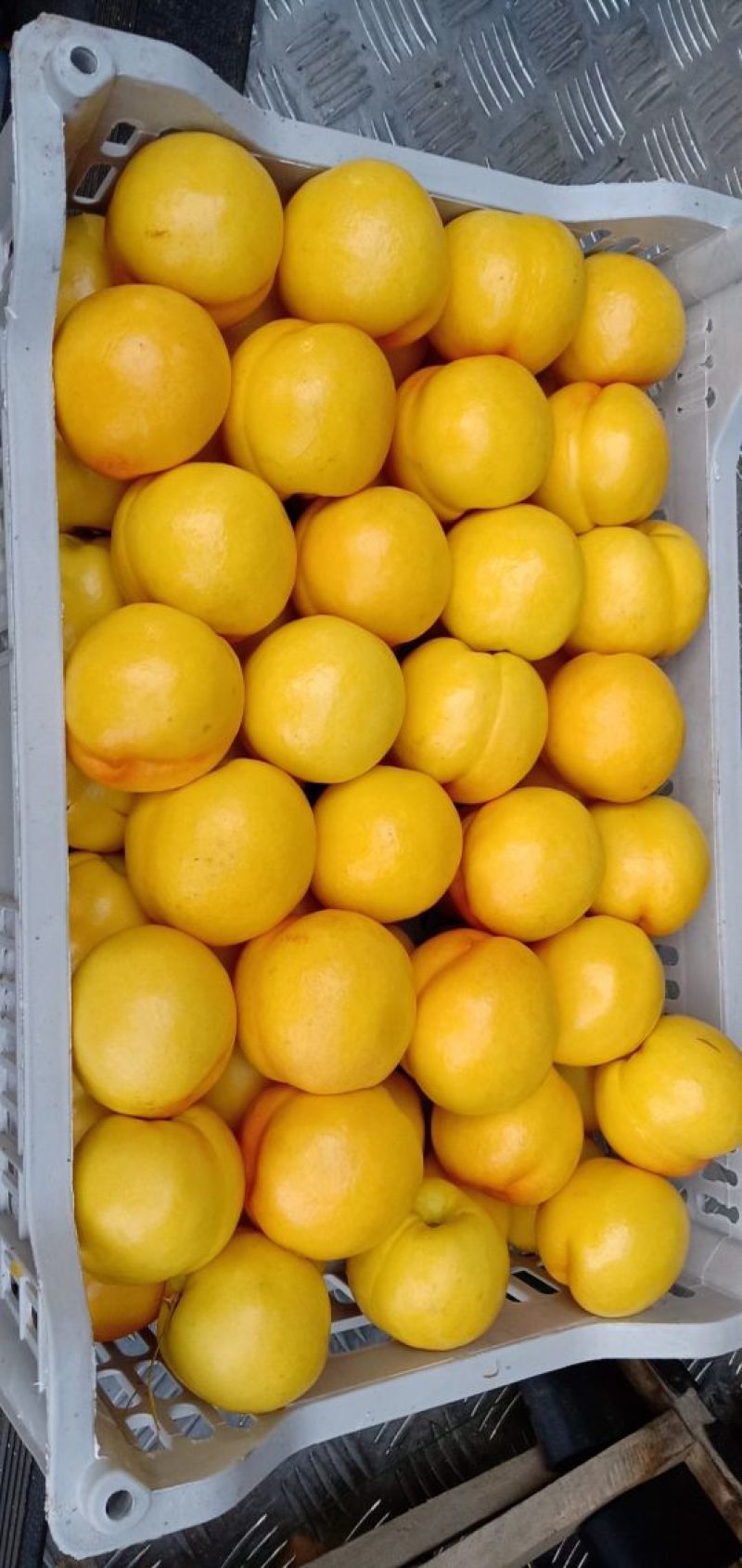 黄油桃
