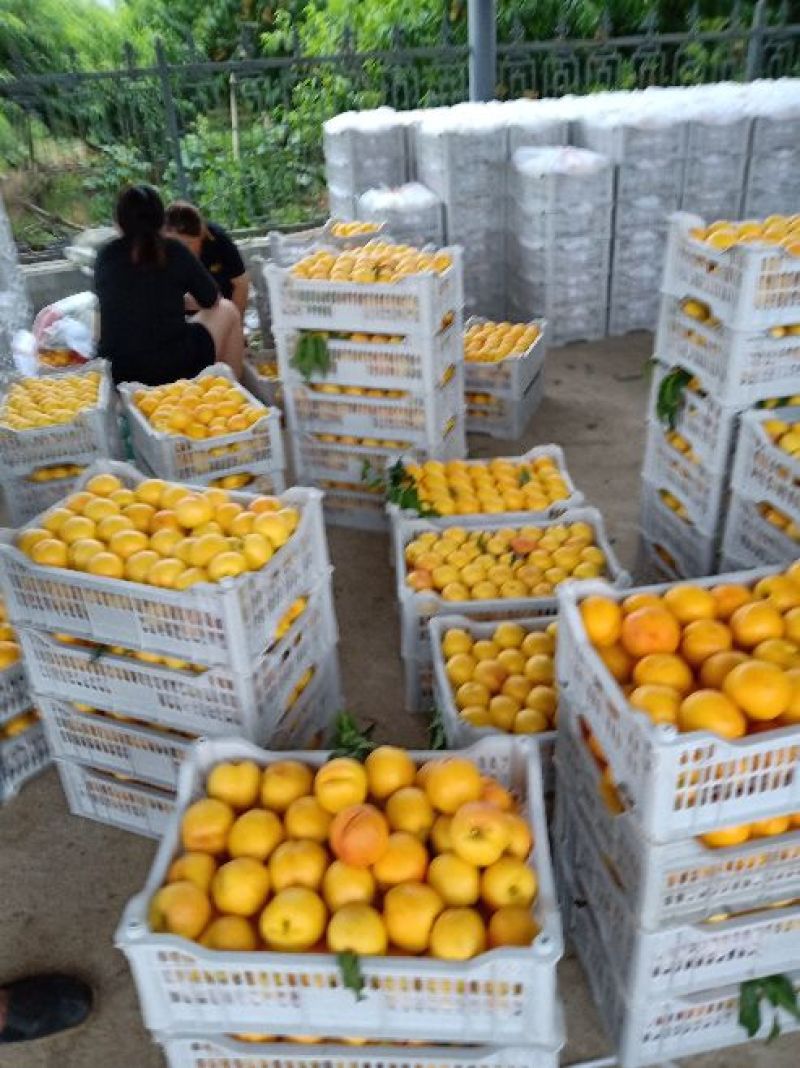 黄油桃