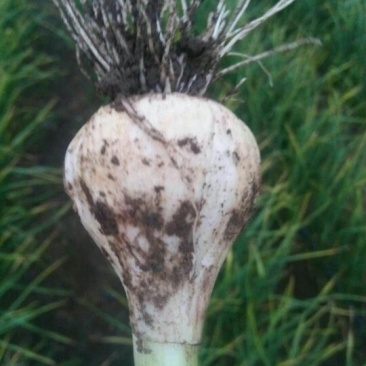 吉林青蒜头，大量上市欢迎采购！保质保量，个头匀称！