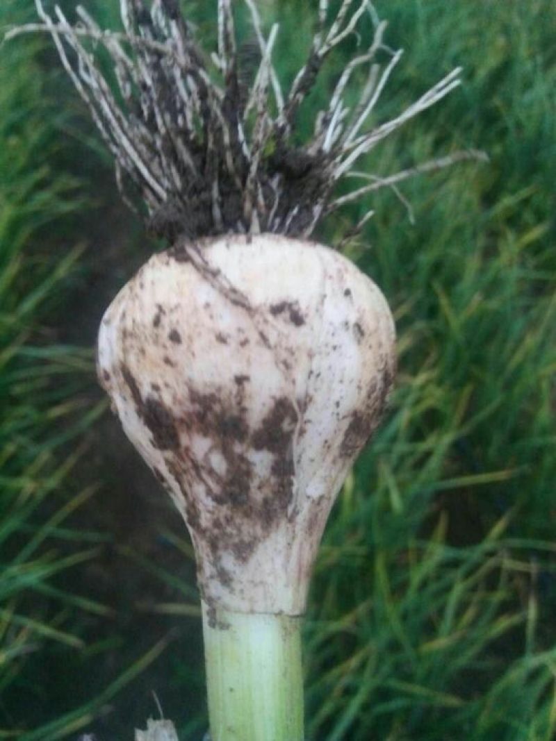 吉林青蒜头，大量上市欢迎采购！保质保量，个头匀称！